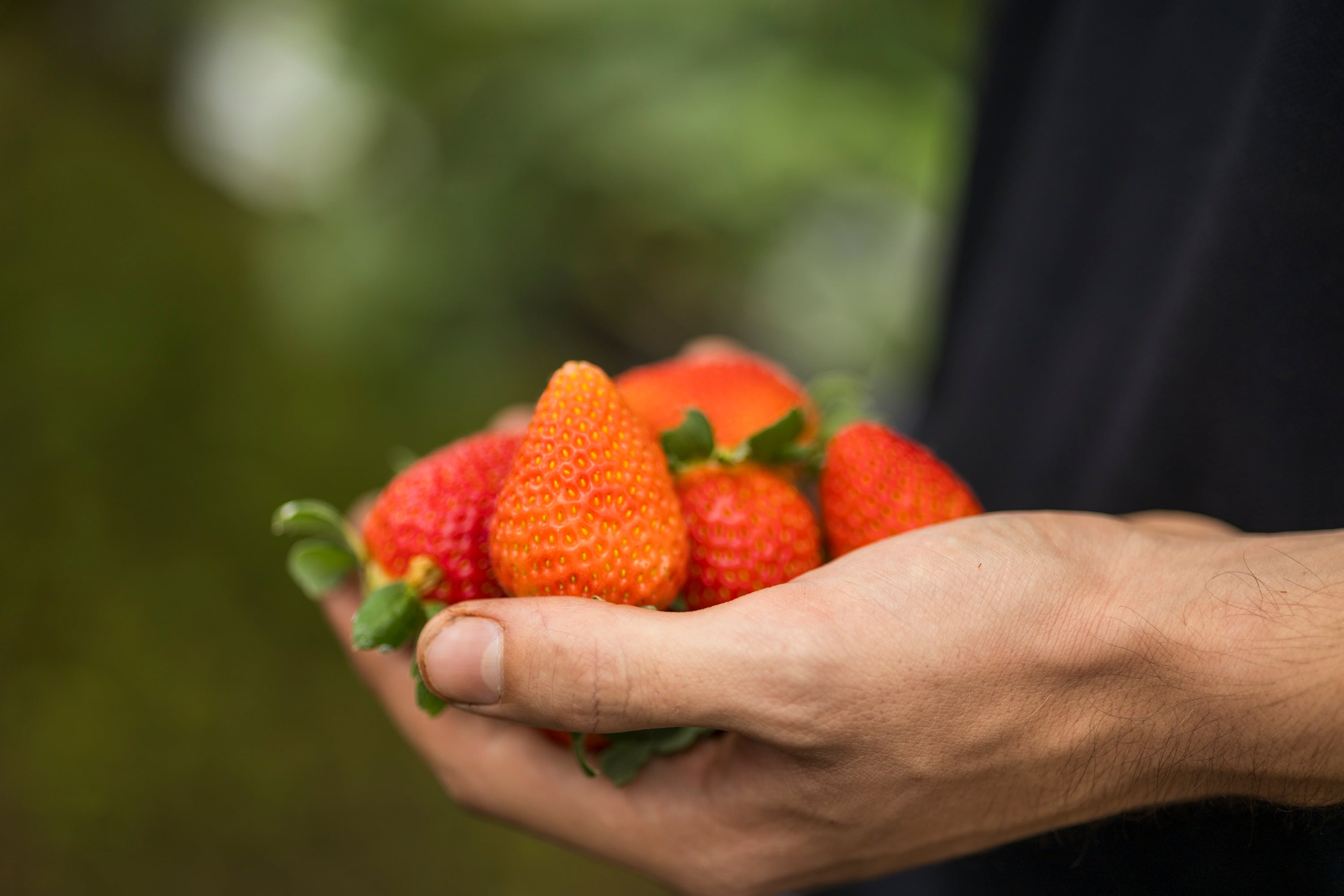 17/06/2024, San José, Coronado, San Rafael, entrevista con Henry Arroyo Núñez, Alexandra Vargas Marín y Abelardo Arroyo Vargas, para hablar del emprendimiento con las fresas, la venta por internet y en las ferias del agricultor.