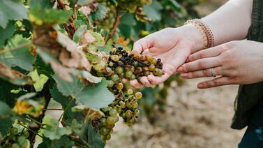 ¿Tomaría vino sin alcohol? Conozca la revolución silenciosa que transforma los viñedos de Francia
