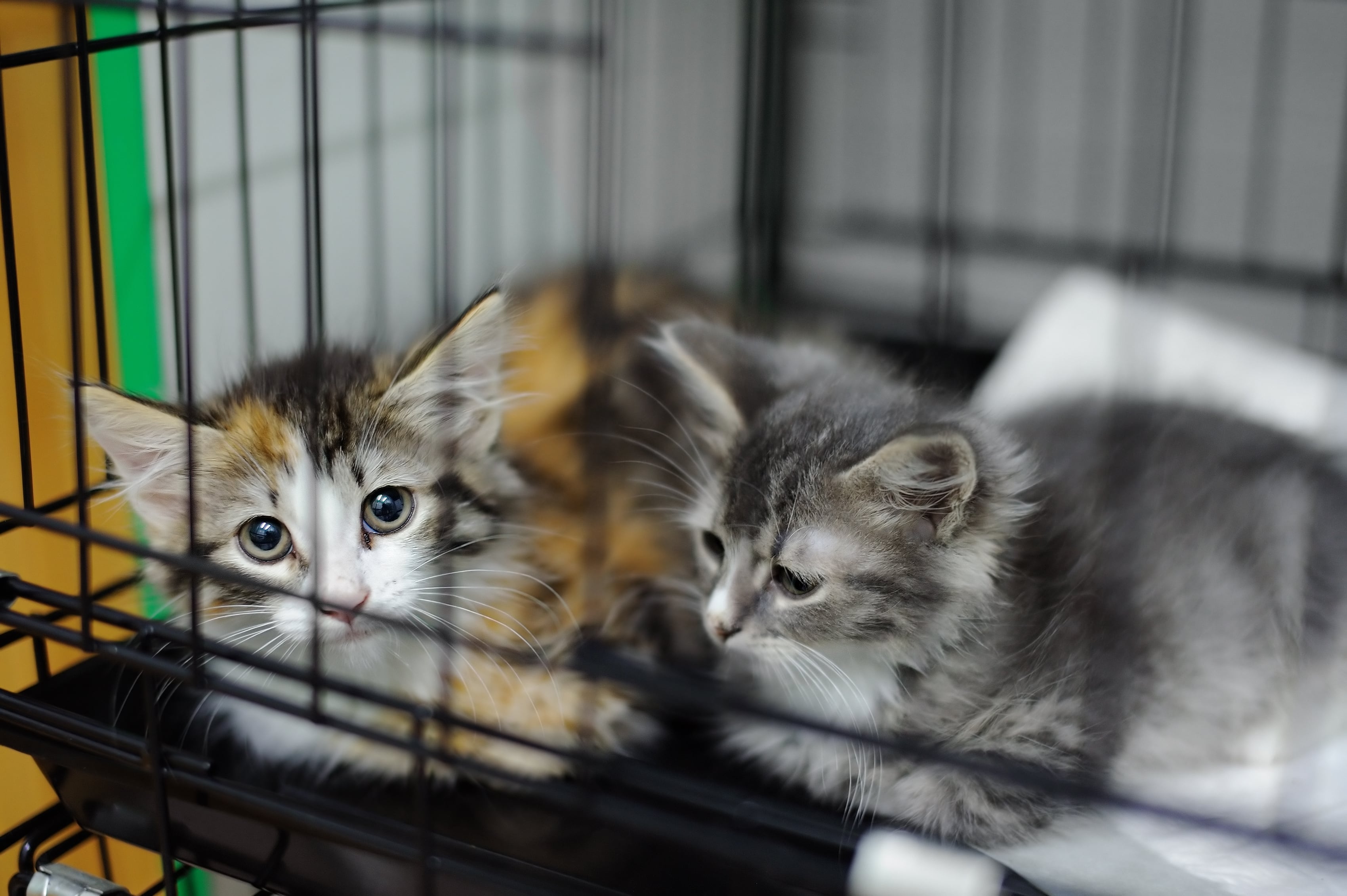 Gatos