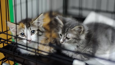 Británicos abandonan a sus mascotas. ¿Cuál es el motivo?