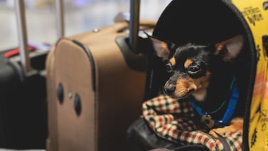 ¿Viajar con mascotas a Estados Unidos o la Unión Europea? Esta es la guía actualizada de requisitos