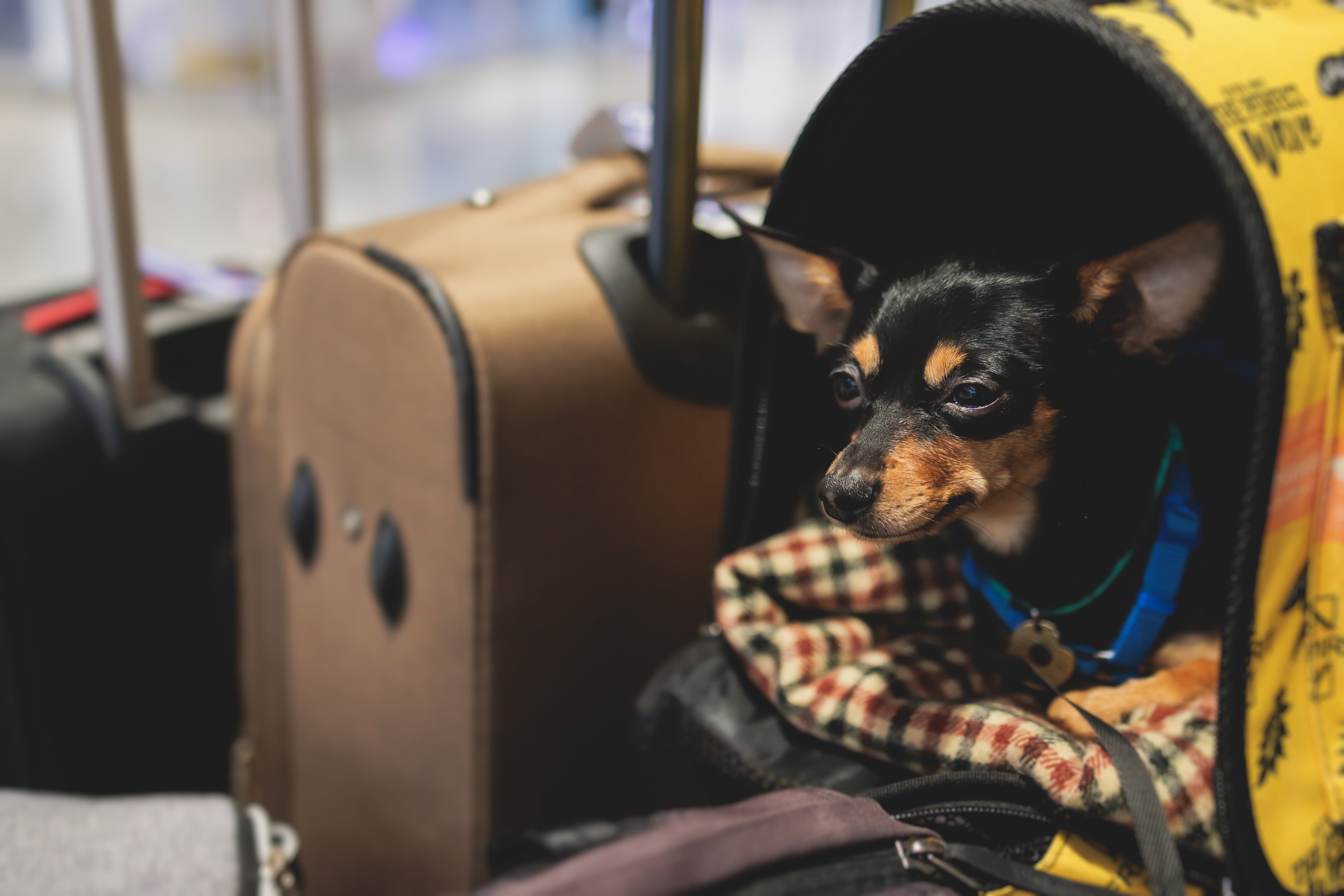 Viajar con una mascota