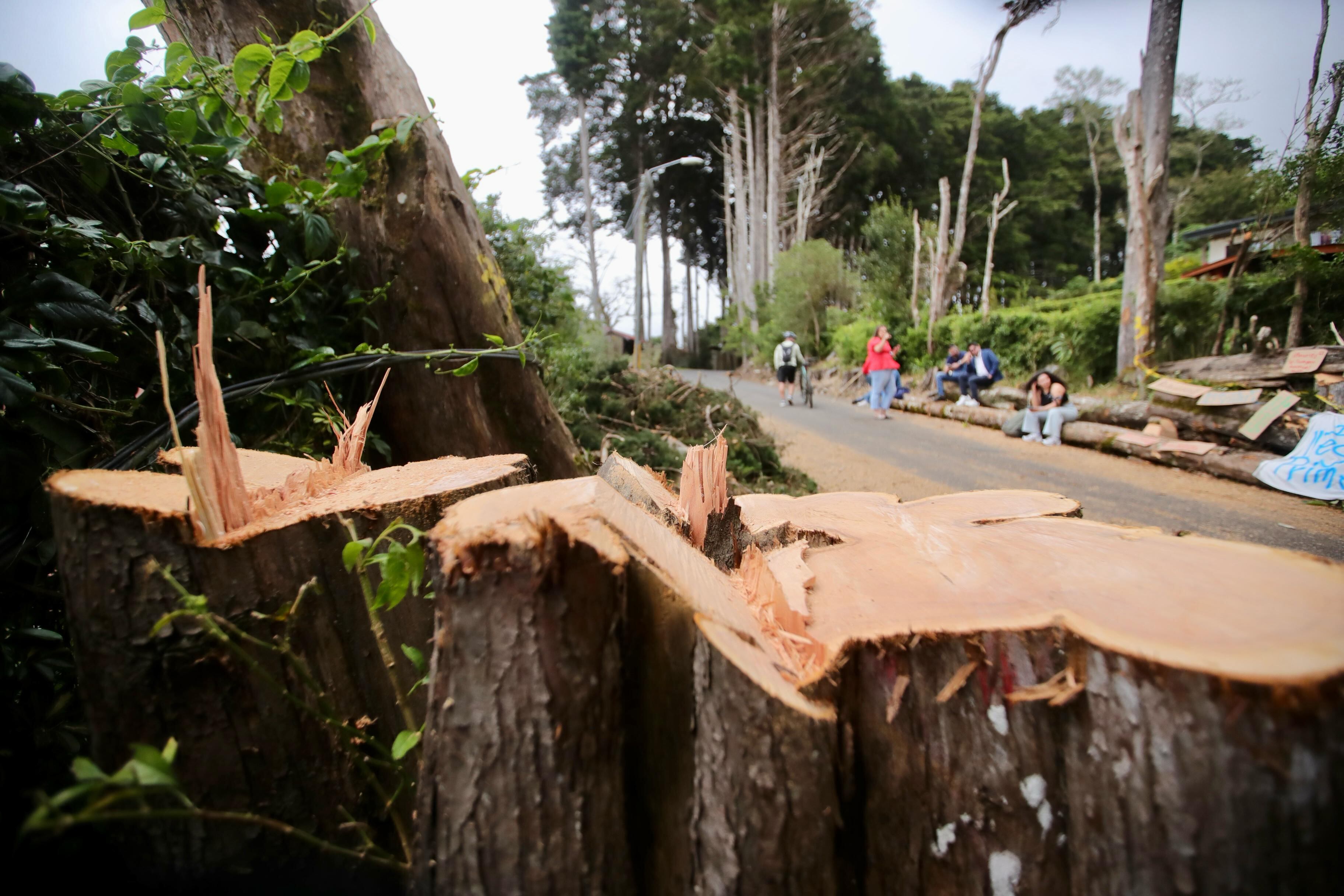 Primer plano de un tronco de un árbol cortado. Al fondo, se ven varias personas, en segundo plano.