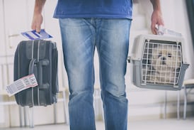 ¿Viajará con su mascota? Anote estas recomendaciones de veterinarios para que lo haga con seguridad