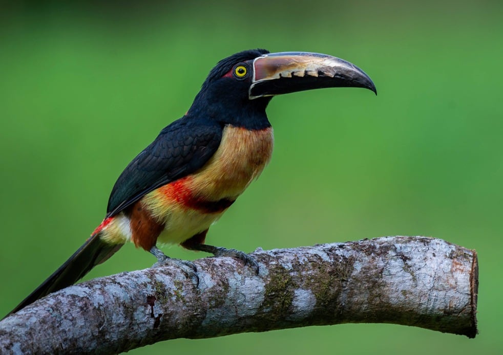 El tucancillo piquianaranjado es una de las especies nativas observables en el hotel.