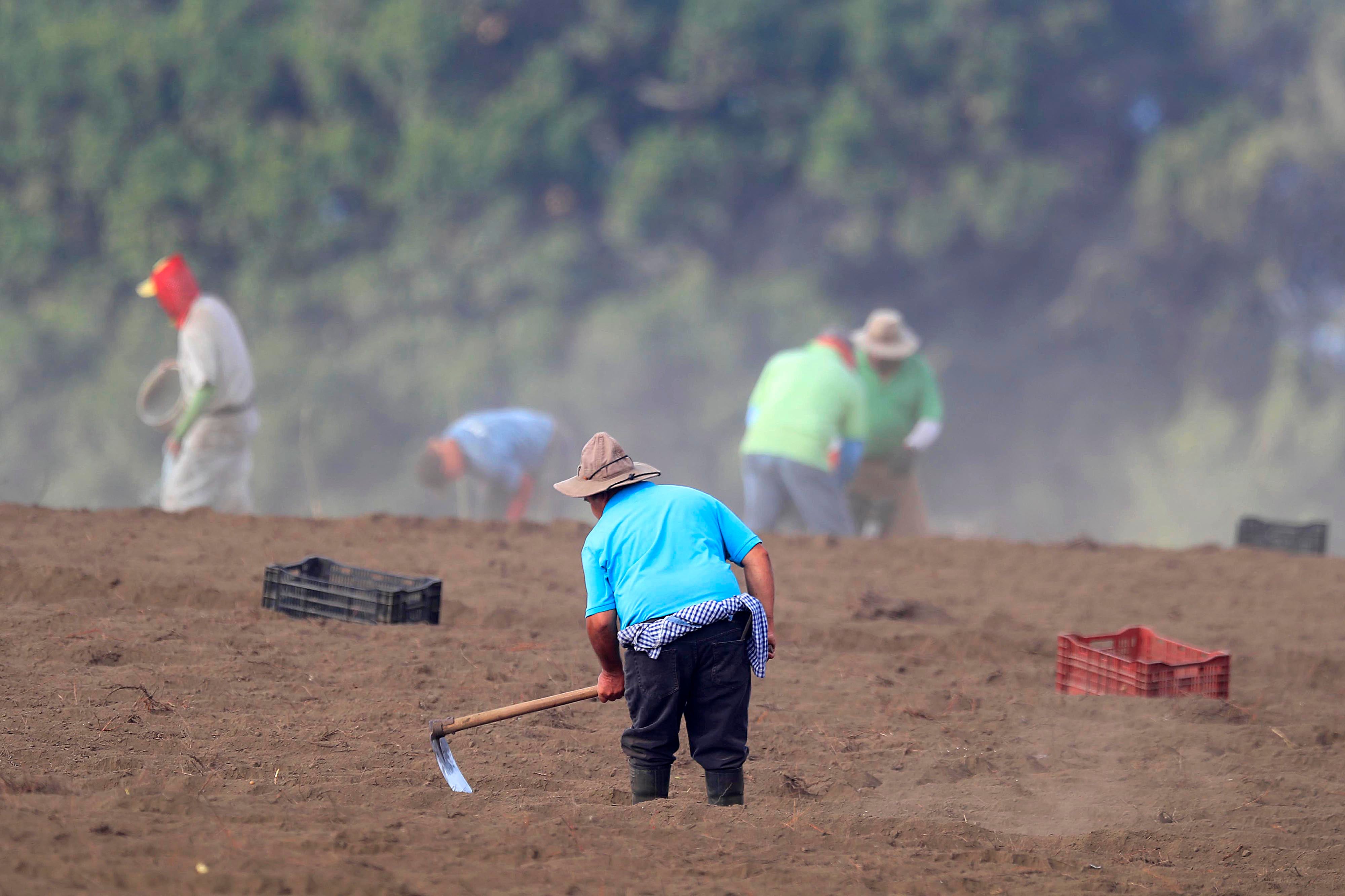 Agricultores; Terrenos secos; Siembros; Cultivos