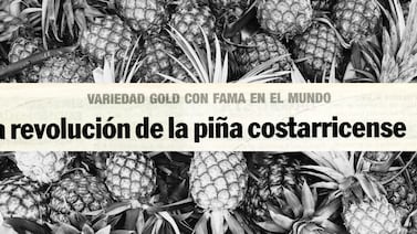 El ascenso dorado: cómo Costa Rica se convirtió en el principal exportador mundial de piña