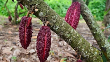 El precio de un chocolate ‘verde’: la nueva ley de la UE que amenaza con dejar fuera a los pequeños cacaoteros. ¿Cuál es el panorama para Costa Rica?