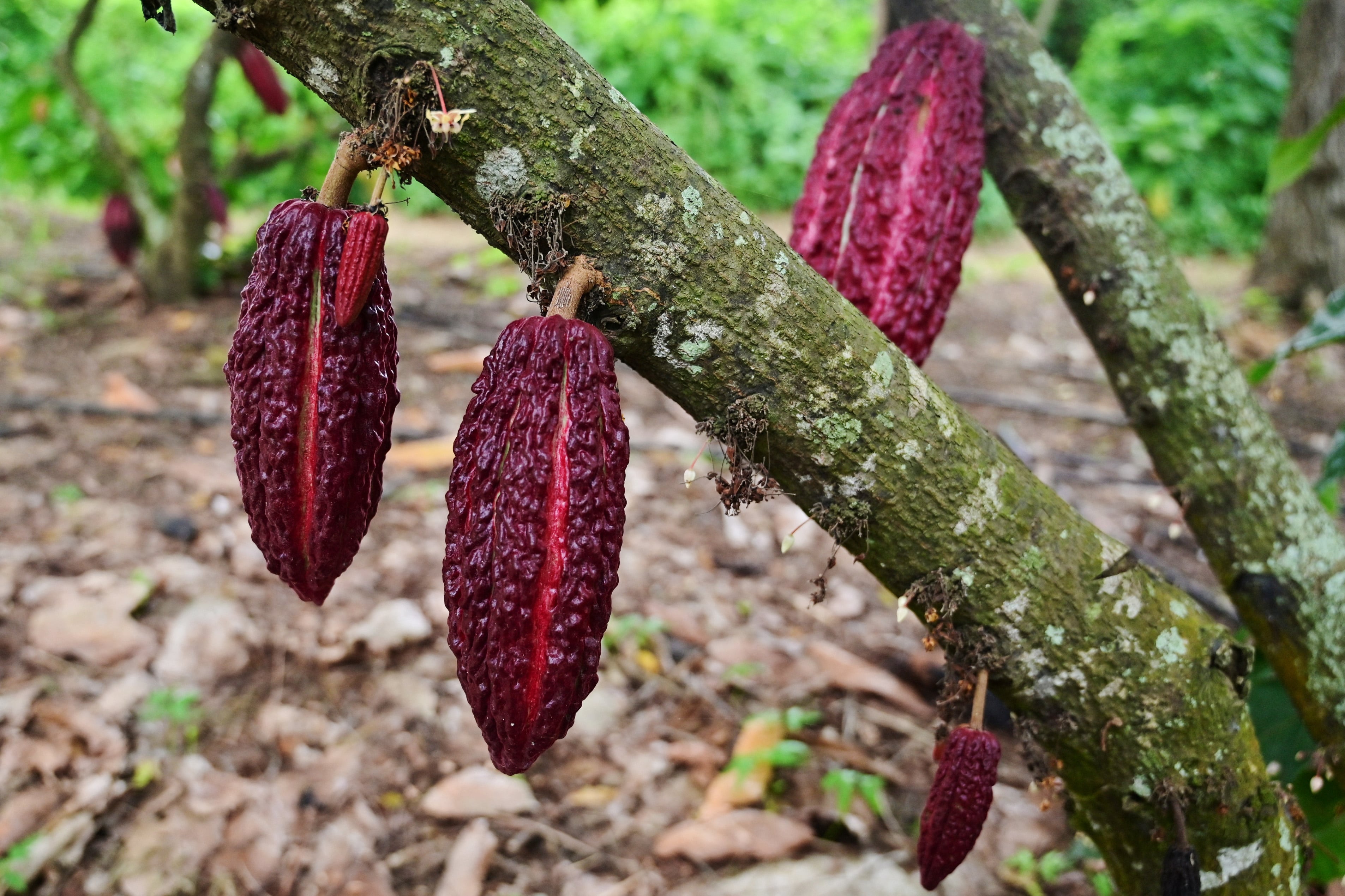 Cocoa pods hang on a tree at a farm in Canton Cerecita, Guayas province, Ecuador, on May 16, 2025. A global shortage of cocoa beans is lining the pockets of farmers in Ecuador, where cocoa is gaining ground on bananas and mining as a top export and producing a new generation of rural nouveau riche. (Photo by MARCOS PIN / AFP)