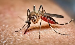 ¿Debe la humanidad erradicar a los mosquitos más letales? Biotecnología y retos éticos para frenar las pandemias del futuro