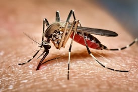 ¿Debe la humanidad erradicar a los mosquitos más letales? Biotecnología y retos éticos para frenar las pandemias del futuro