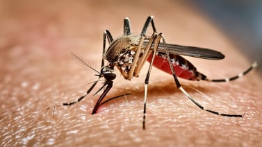 ¿Debe la humanidad erradicar a los mosquitos más letales? Biotecnología y retos éticos para frenar las pandemias del futuro