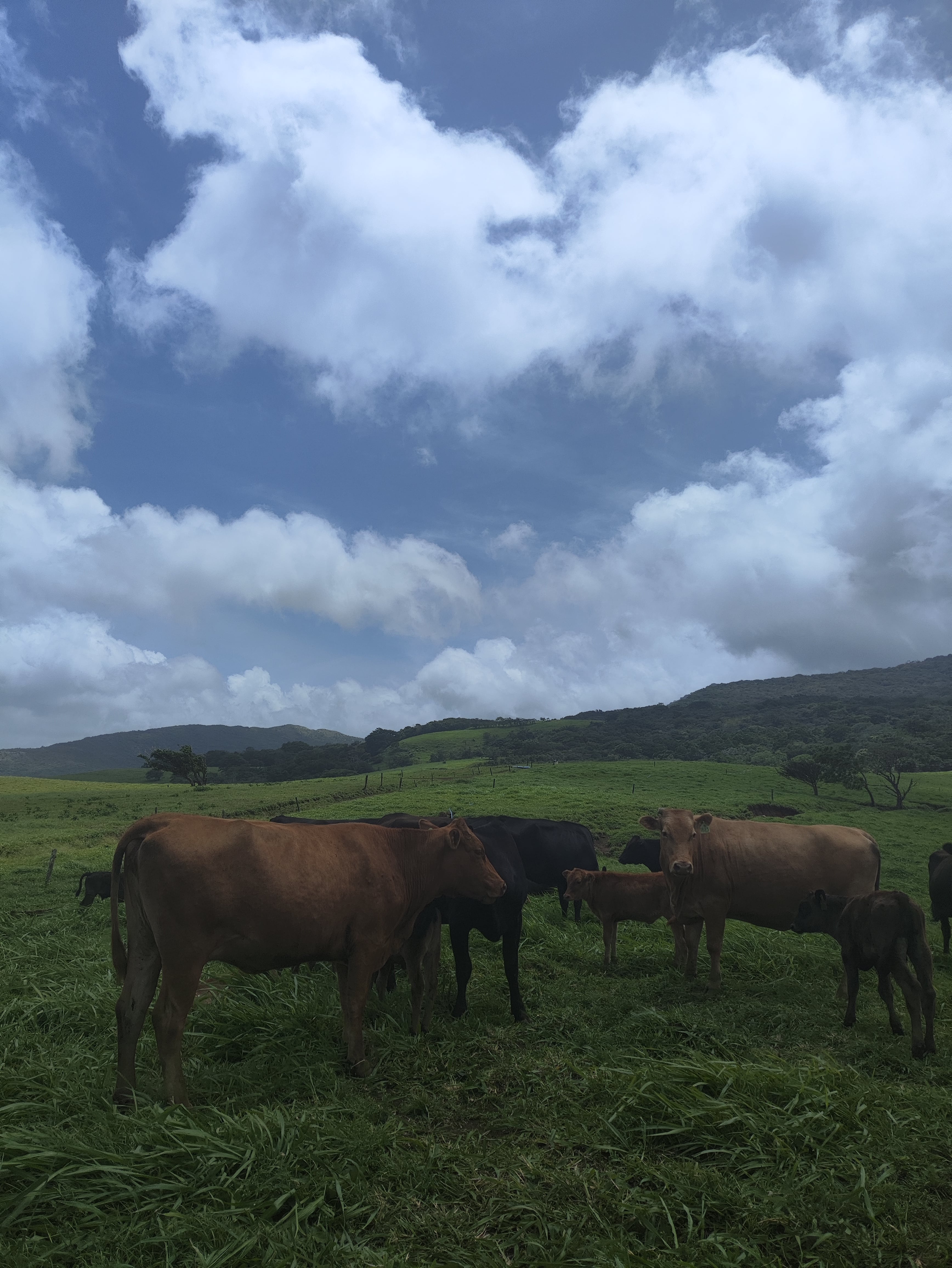 Finca la Josefina cría ganado wagyu a 45 minutos de Liberia