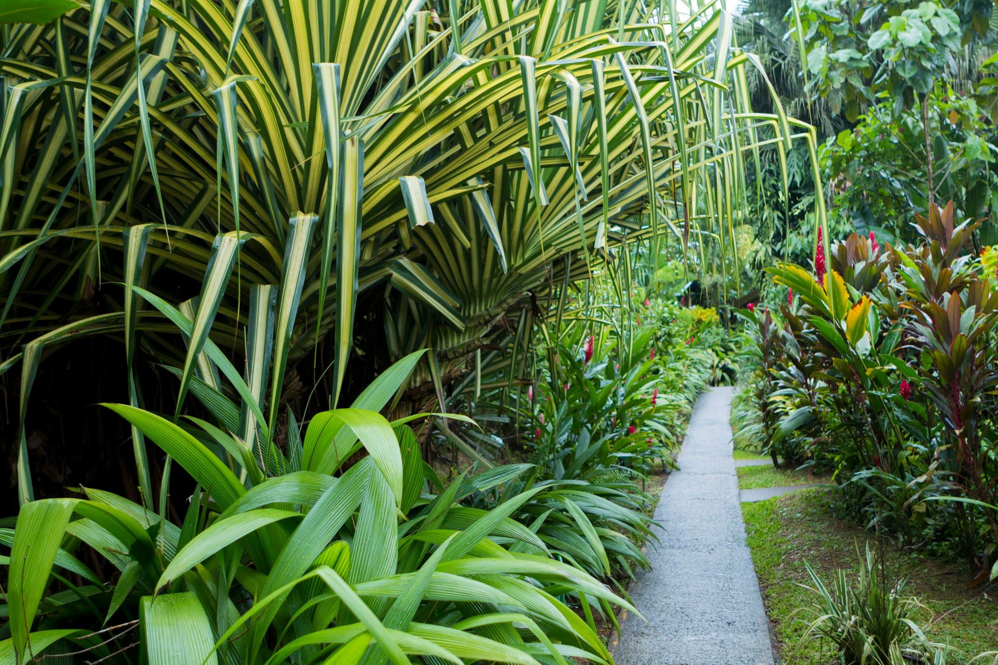 Ara Ambigua Lodge, Sarapiqui, emprender