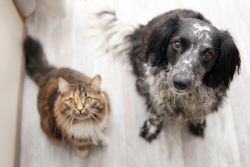 Un perro de pelaje blanco y negro junto a un gato de pelo largo y marrón claro, ambos sentados en un suelo claro, mirando directamente hacia la cámara.