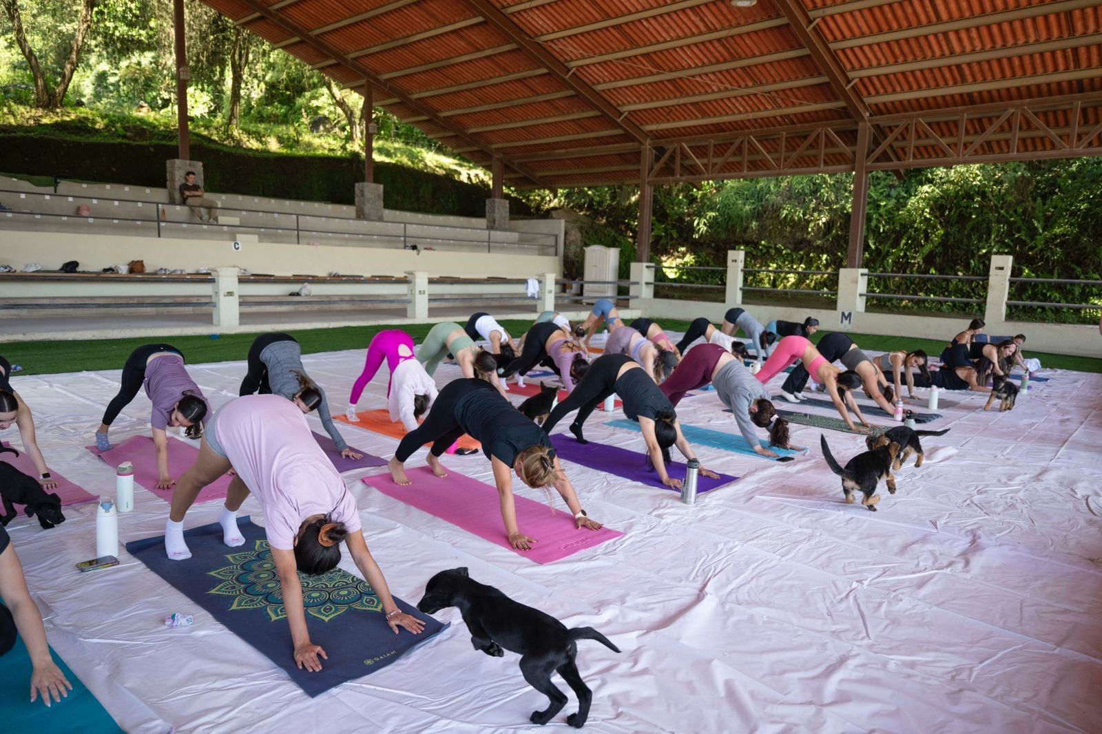 Yoga con cachorros