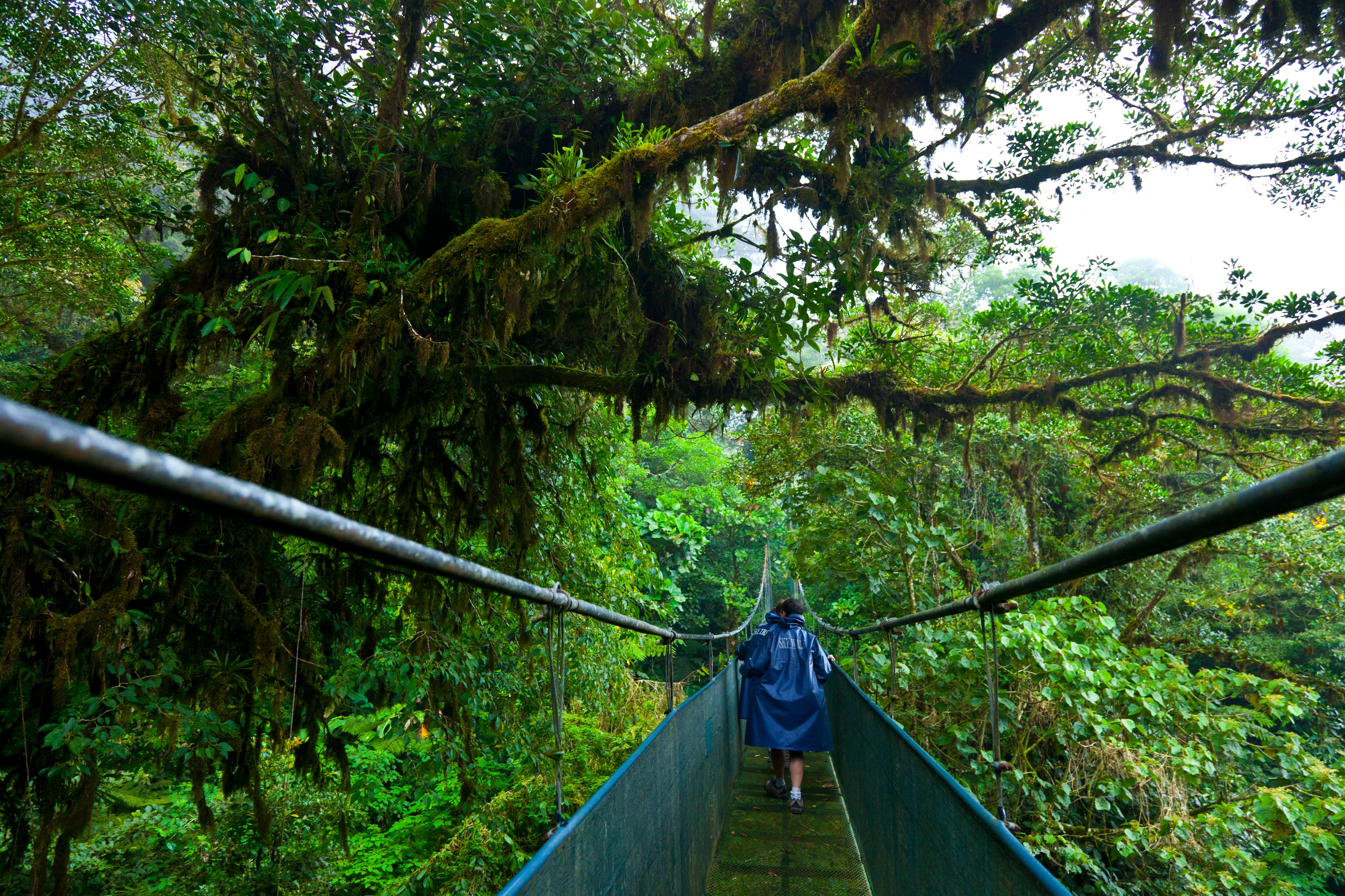 Bosque Costa Rica