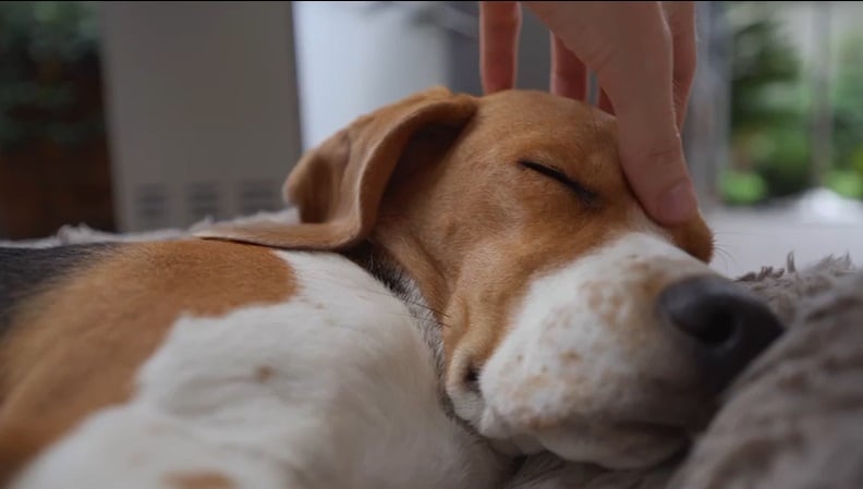 Playlist para calmar perros