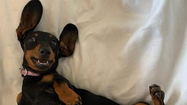 Perros salchicha en Costa Rica: ¿cuánto cuesta mantener esta popular mascota?