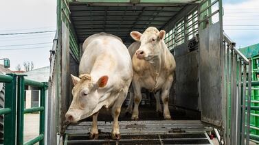 Precios globales de alimentos rompen racha a la baja y repuntan en febrero