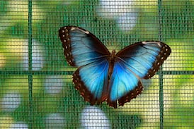 Altas temperaturas alteran el color de la mariposa Morpho y reducen su supervivencia ante depredadores