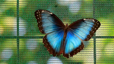 Altas temperaturas alteran el color de la mariposa Morpho y reducen su supervivencia ante depredadores