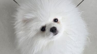 ¿Lastimaron a su mascota en el “grooming”? Conozca sus derechos y cómo actuar