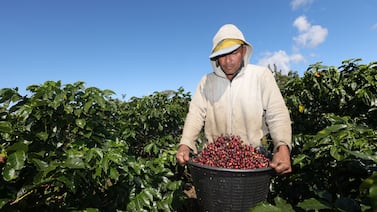 Sector agrícola se opone al ingreso de Costa Rica al Acuerdo Transpacífico: estos son sus argumentos