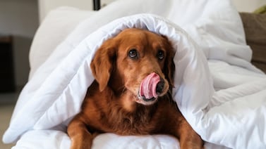 Golden retriever en Costa Rica: conozca el costo mensual de mantener al popular perro de pelaje dorado