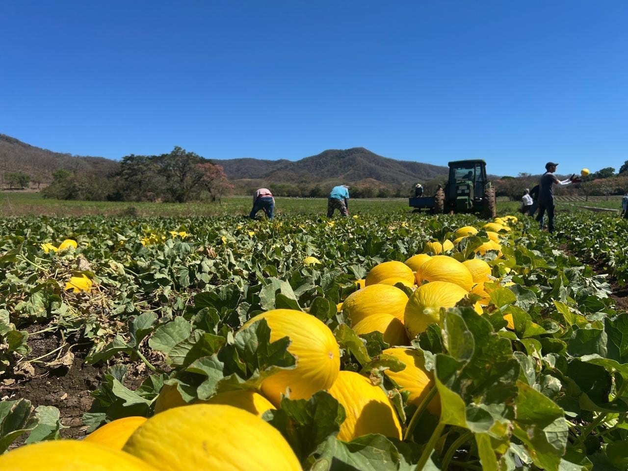 Trabajadores cosechan melón en medio de la caída del dólar y la apreciación del colón, situación que afecta los ingresos del sector agrícola exportador.
