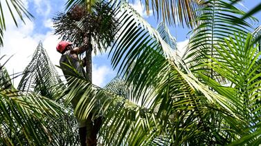 El ‘açaí' está de moda, pero su auge oculta una amenaza para la Amazonía