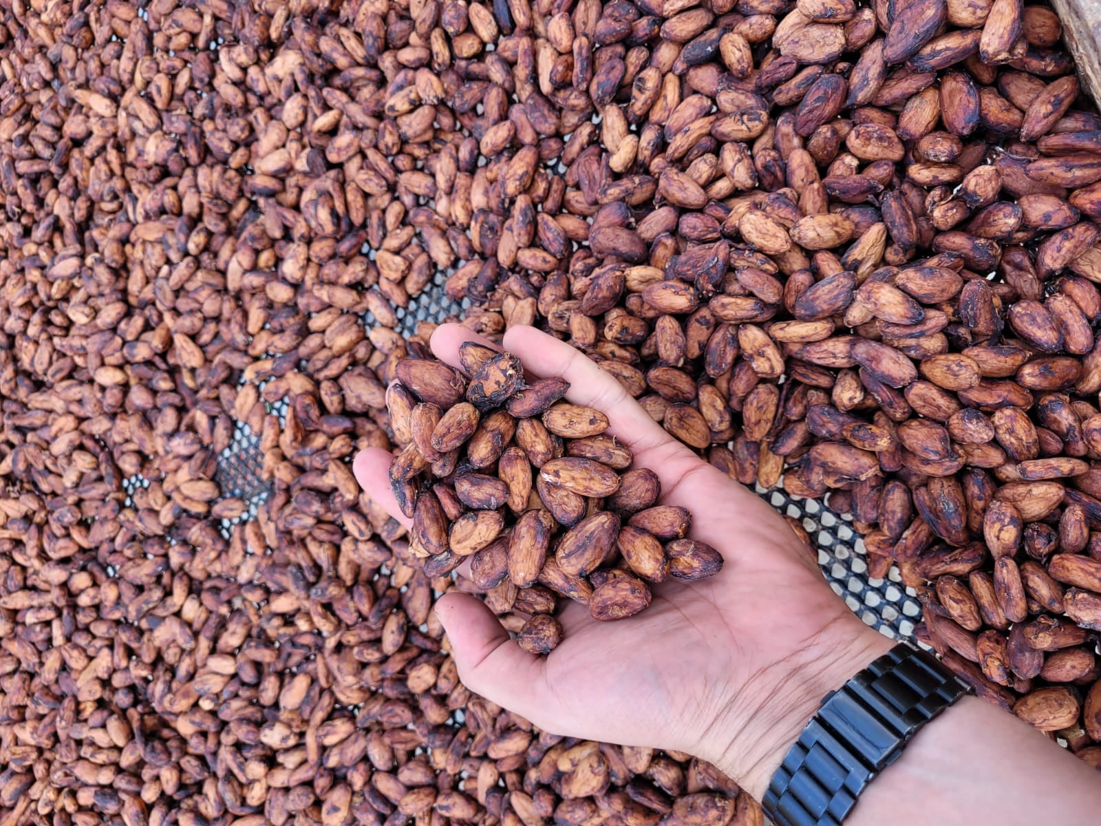 Cacao