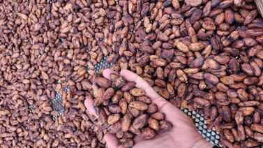 Reglas europeas allanan el camino de las exportaciones costarricenses hacia el Viejo Continente