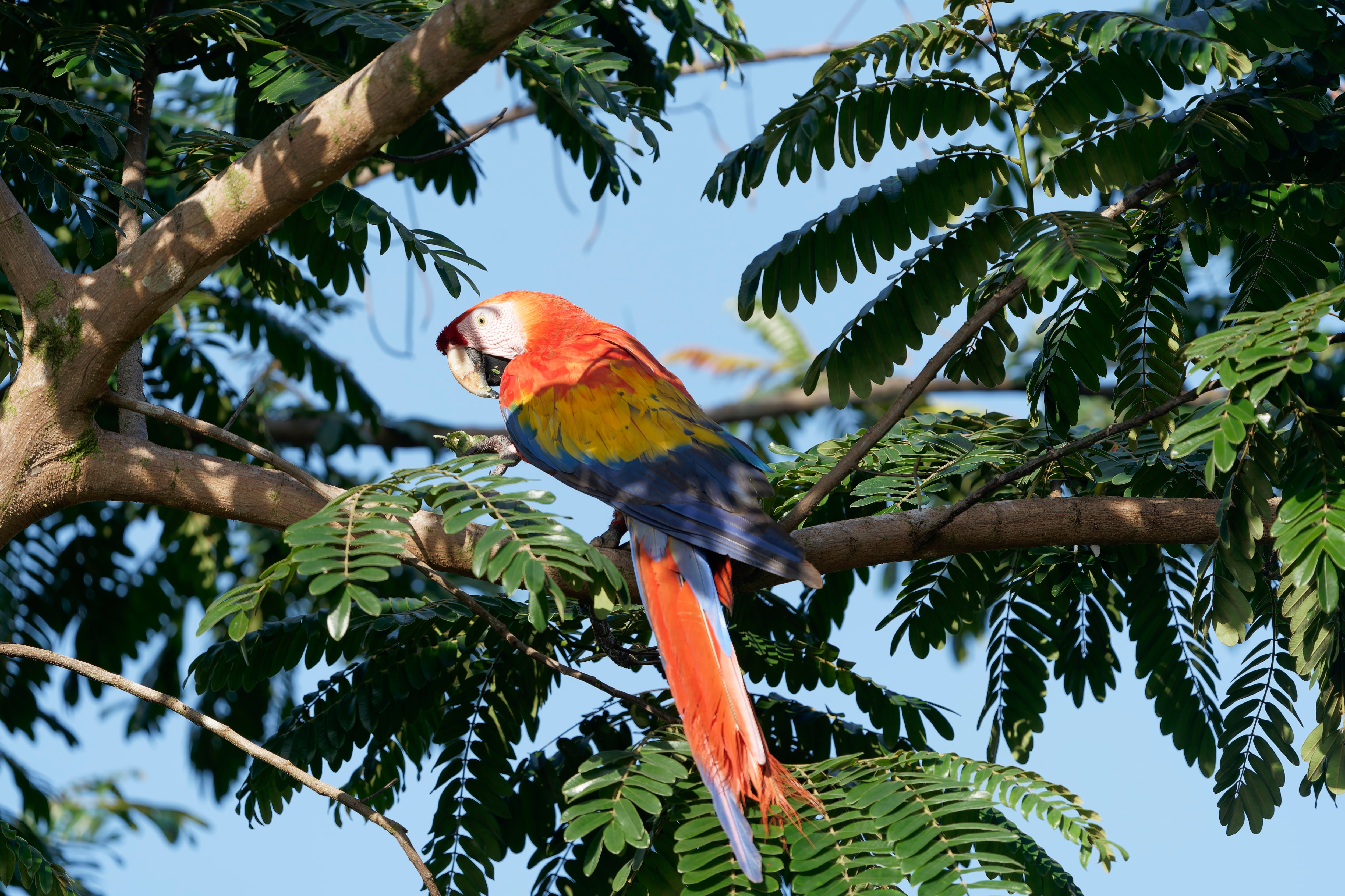 Las lapas son una especie común en los alrededores de Boca Tapada de San Carlos.