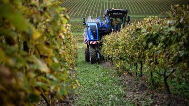 ¿Es amante del vino? Francia prevé caída en su producción para el 2024