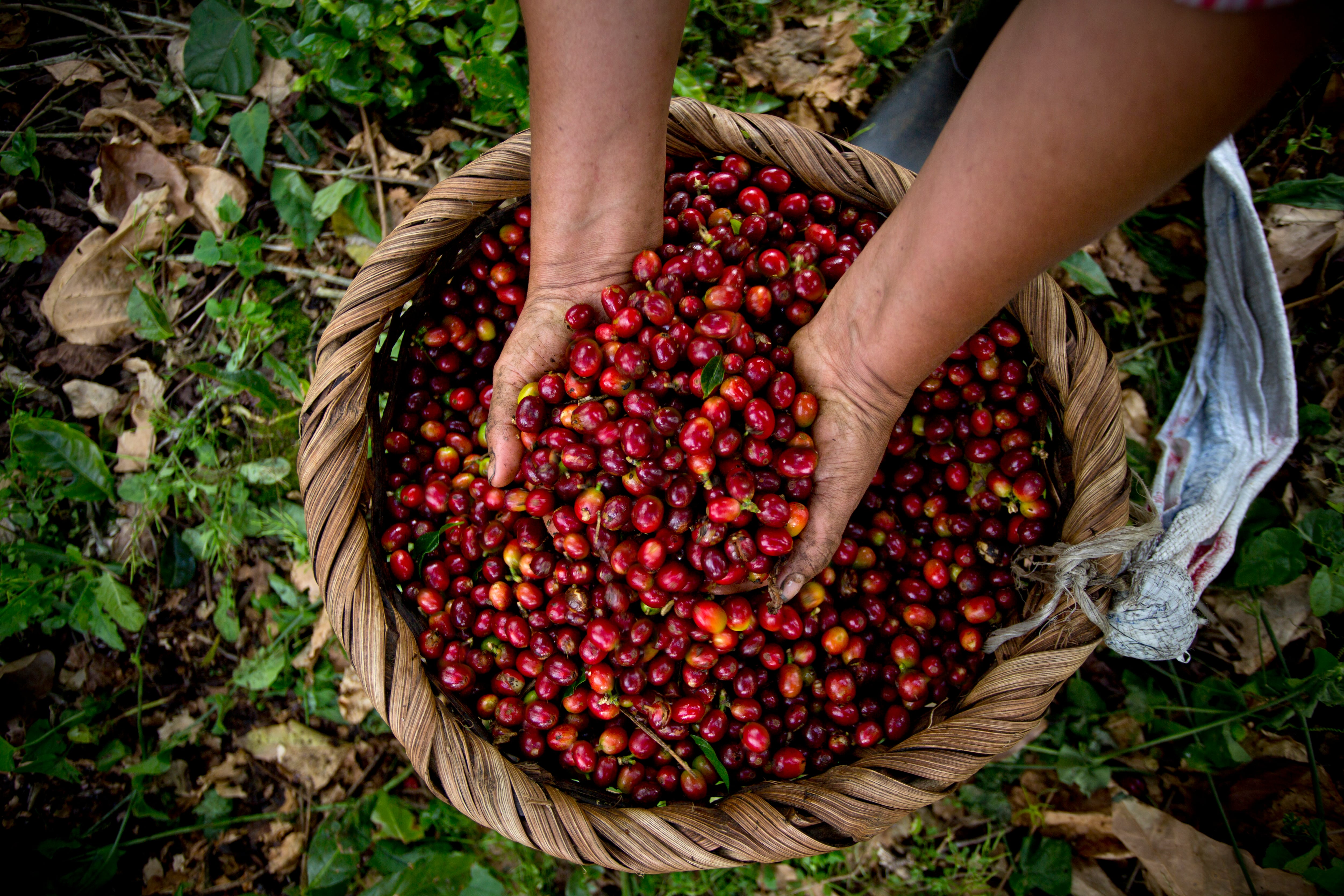 La Hacienda Aquiares en Turrialba tiene 170 años de funcionar y a partir de agosto necesitará más de 1.200 cogedores de café.