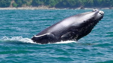 Costa Rica celebra el regreso de sus gigantes marinos: la guía para no perderse el Festival de Ballenas y Delfines 2025