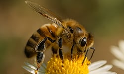 Fipronil: ¿Qué es este insecticida y por qué lo prohibió la Sala Constitucional en Costa Rica?