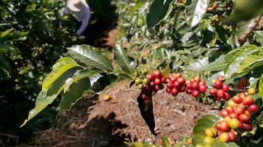 Café arábica llega a su precio más alto desde 1977