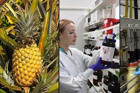 Zonas francas crecen menos y el agro vuelve a caer: cifras del IMAE muestran descenso