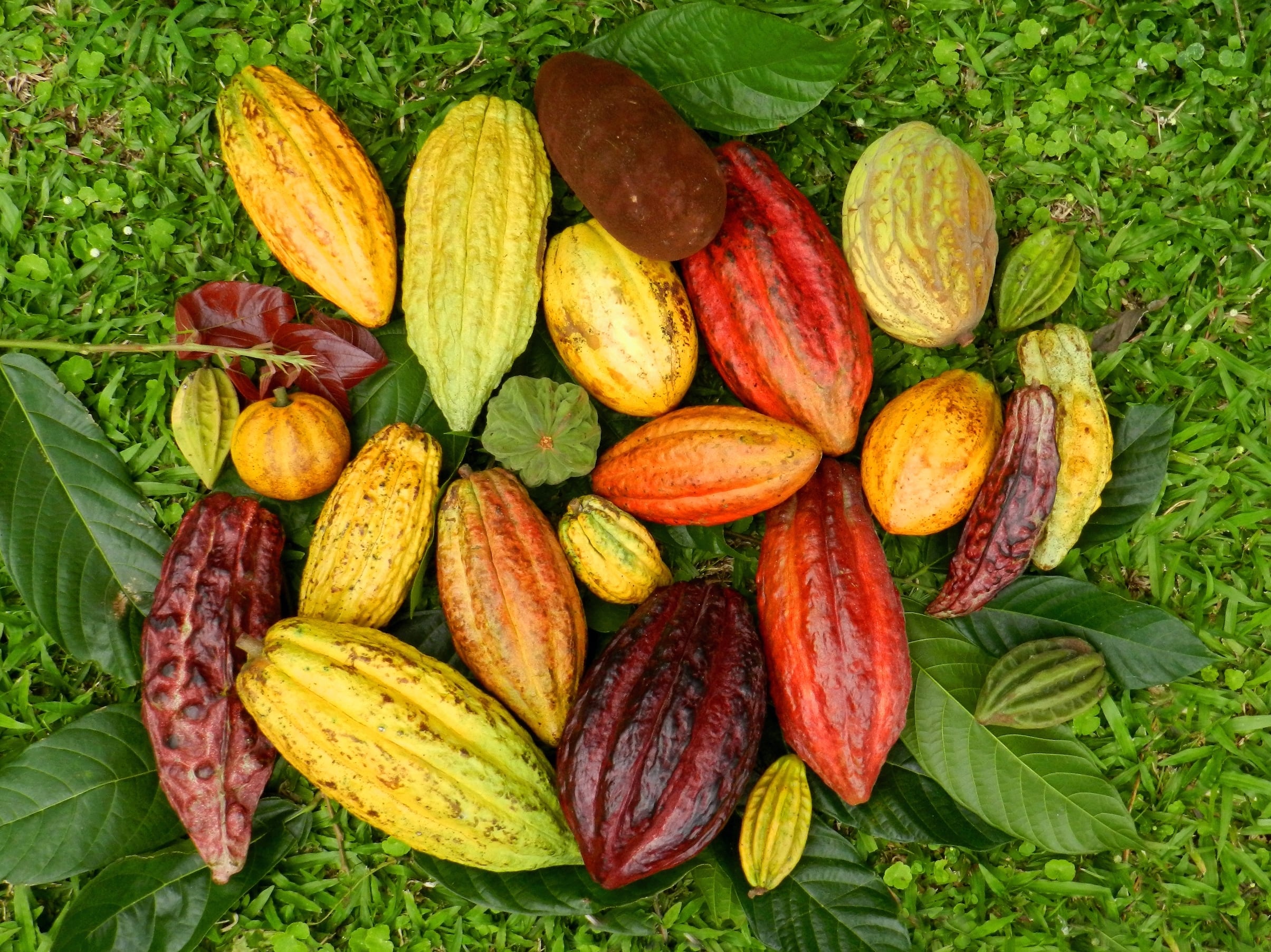 Cacao Catie