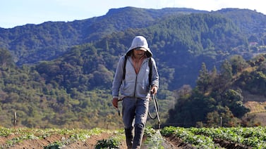 Dos alertas de lo que ocurre en el sector agrícola de Costa Rica