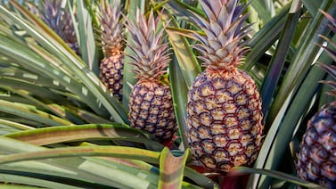 Piña “Rubyglow” de cáscara roja: así es la nueva variedad creada en Costa Rica que se lanzará en China