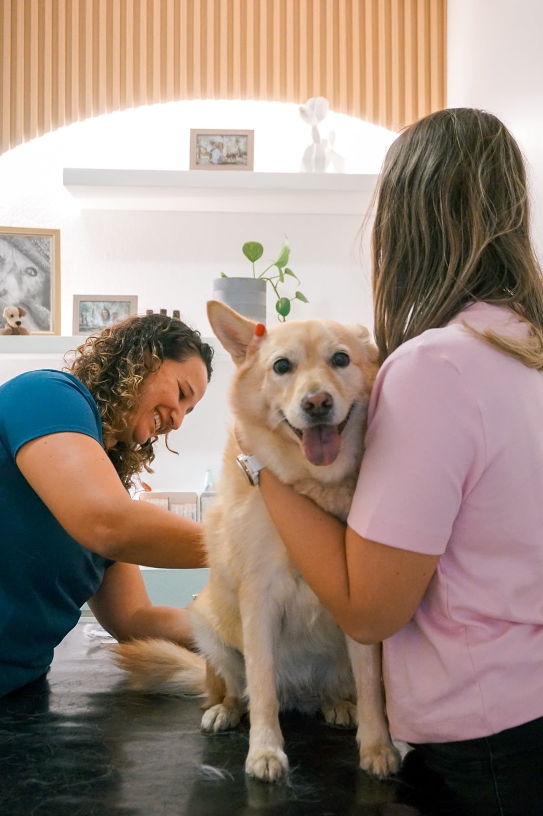 Tratamiento de medicina veterinaria