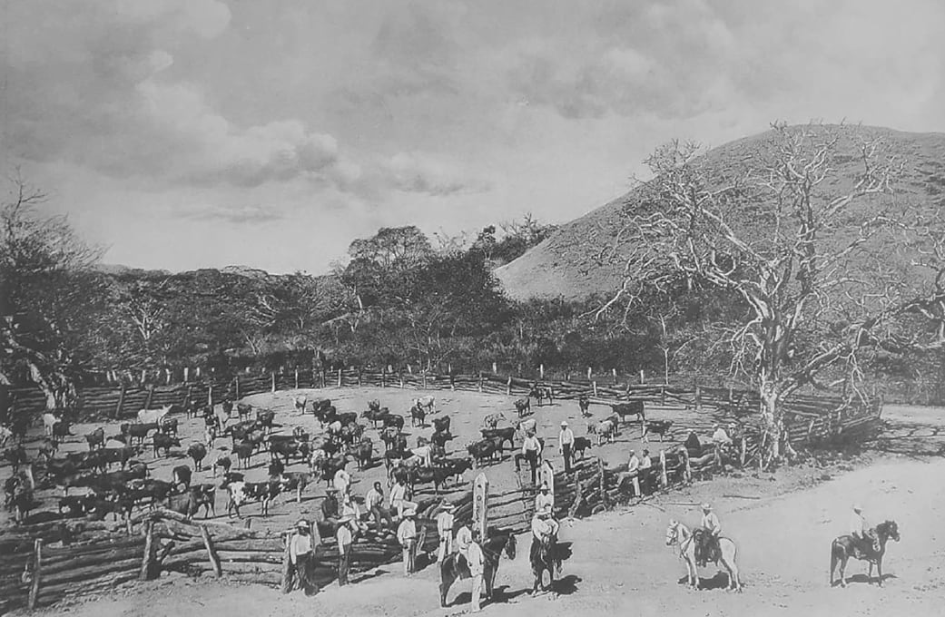Foto antigua de la ganadería en Guanacaste