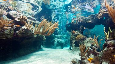 La explotación minera submarina, cada vez más cerca pese a críticas crecientes