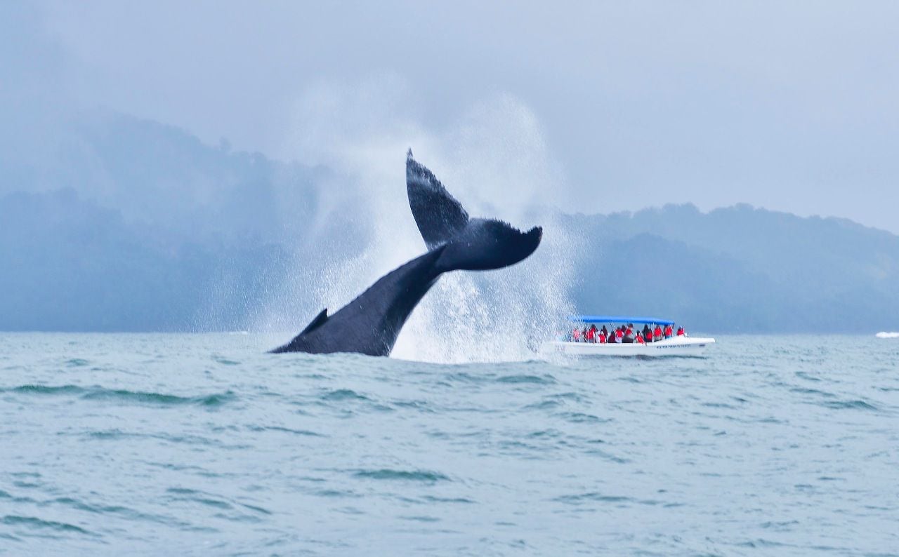 Avistamiento de ballenas en Pacífico Sur