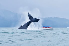 Temporada de ballenas en Costa Rica: precios, destinos y reglas para observarlas sin alterar su hábitat