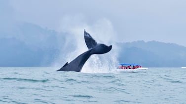 Temporada de ballenas en Costa Rica: precios, destinos y reglas para observarlas sin alterar su hábitat