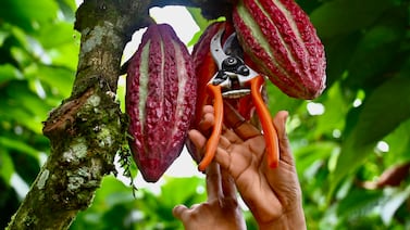 Ecuador se beneficia del precio del cacao pero su “boom” atrae al crimen organizado